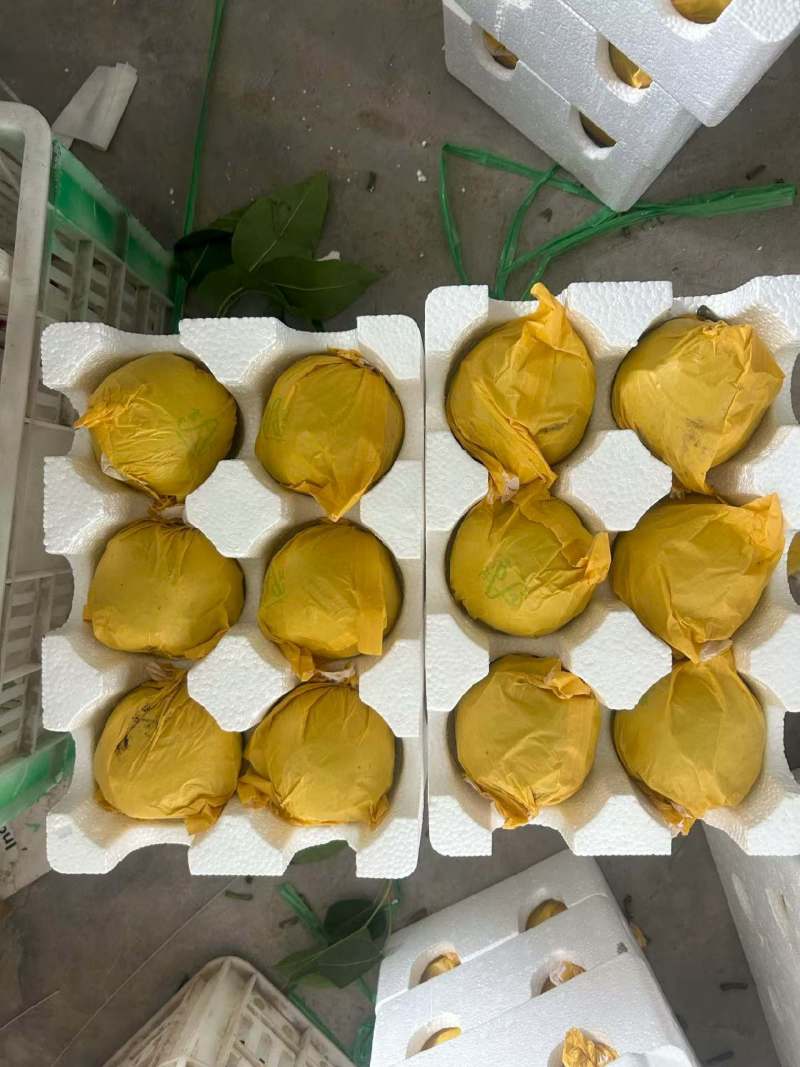 砀山酥梨承接一件代发