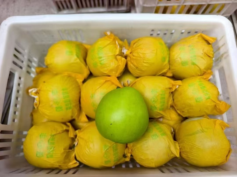 砀山酥梨承接一件代发