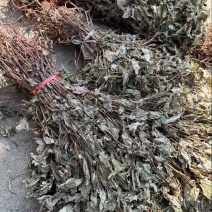 鱼腥草野生鱼腥草新货规格定制产地直供量大从优