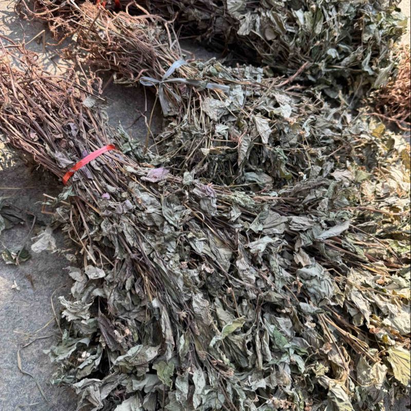 鱼腥草野生鱼腥草新货规格定制产地直供量大从优