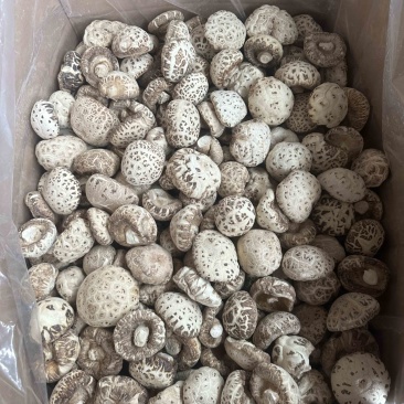 包邮剪脚精选大花菇6-8厘米白花菇