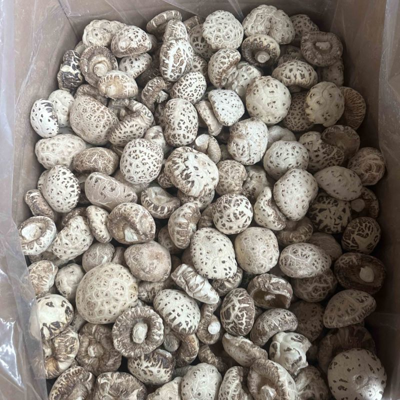 包邮剪脚精选大花菇6-8厘米白花菇