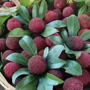 东魁杨梅