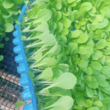 白菜苗耐热耐寒黄心白菜苗吉锦似锦义和秋白菜苗
