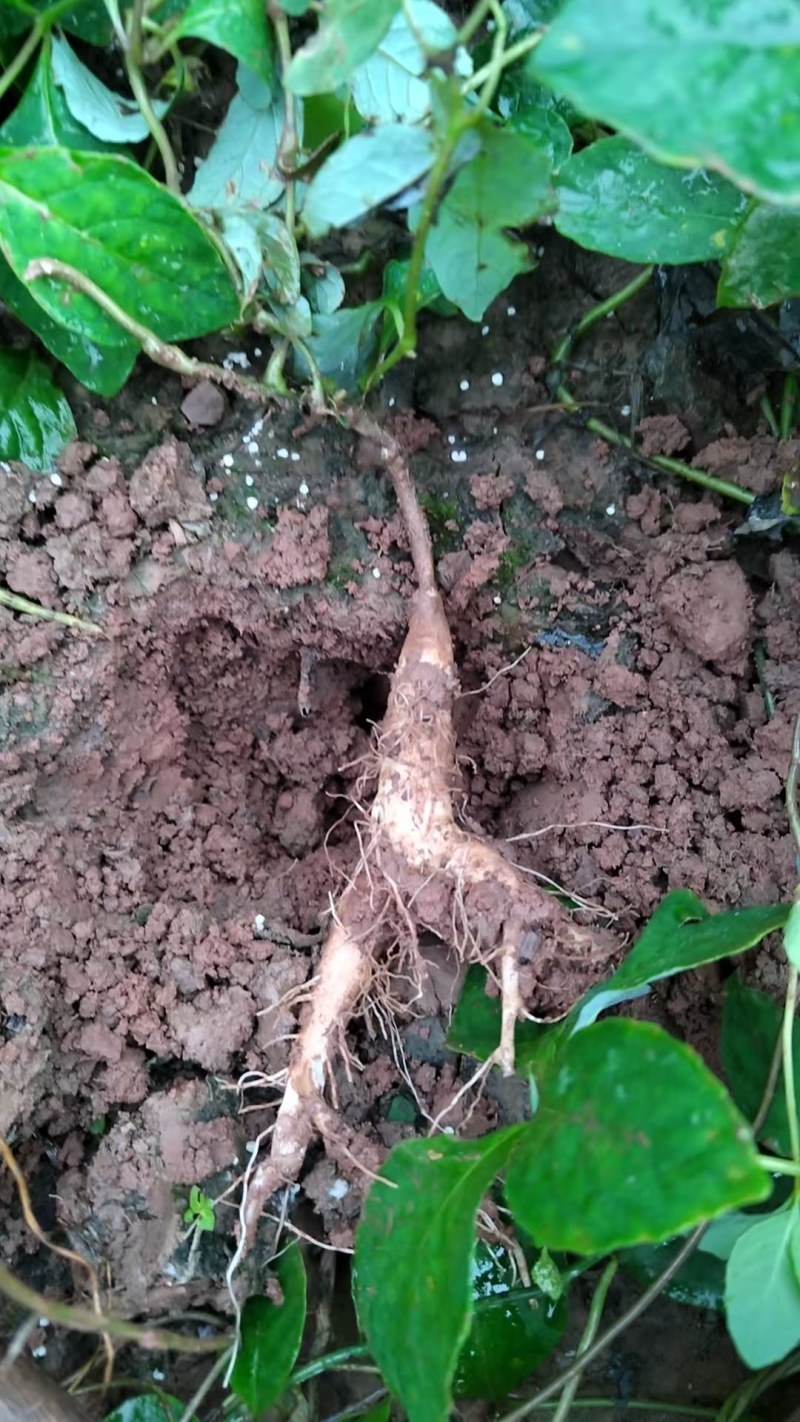 四叶参苗，一年苗云南自家种植基地大量供应，全国供应