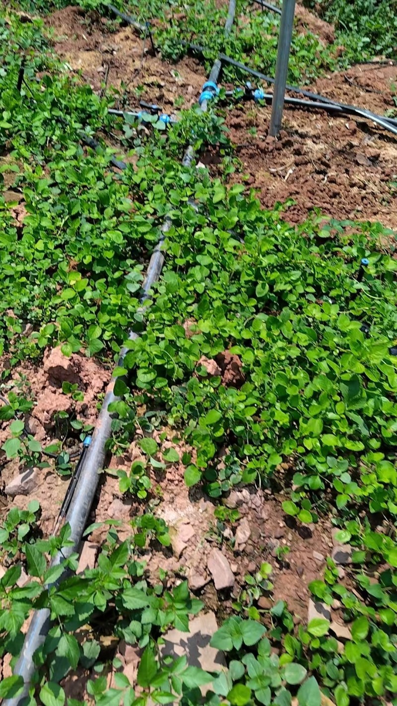 四叶参苗，一年苗云南自家种植基地大量供应，全国供应