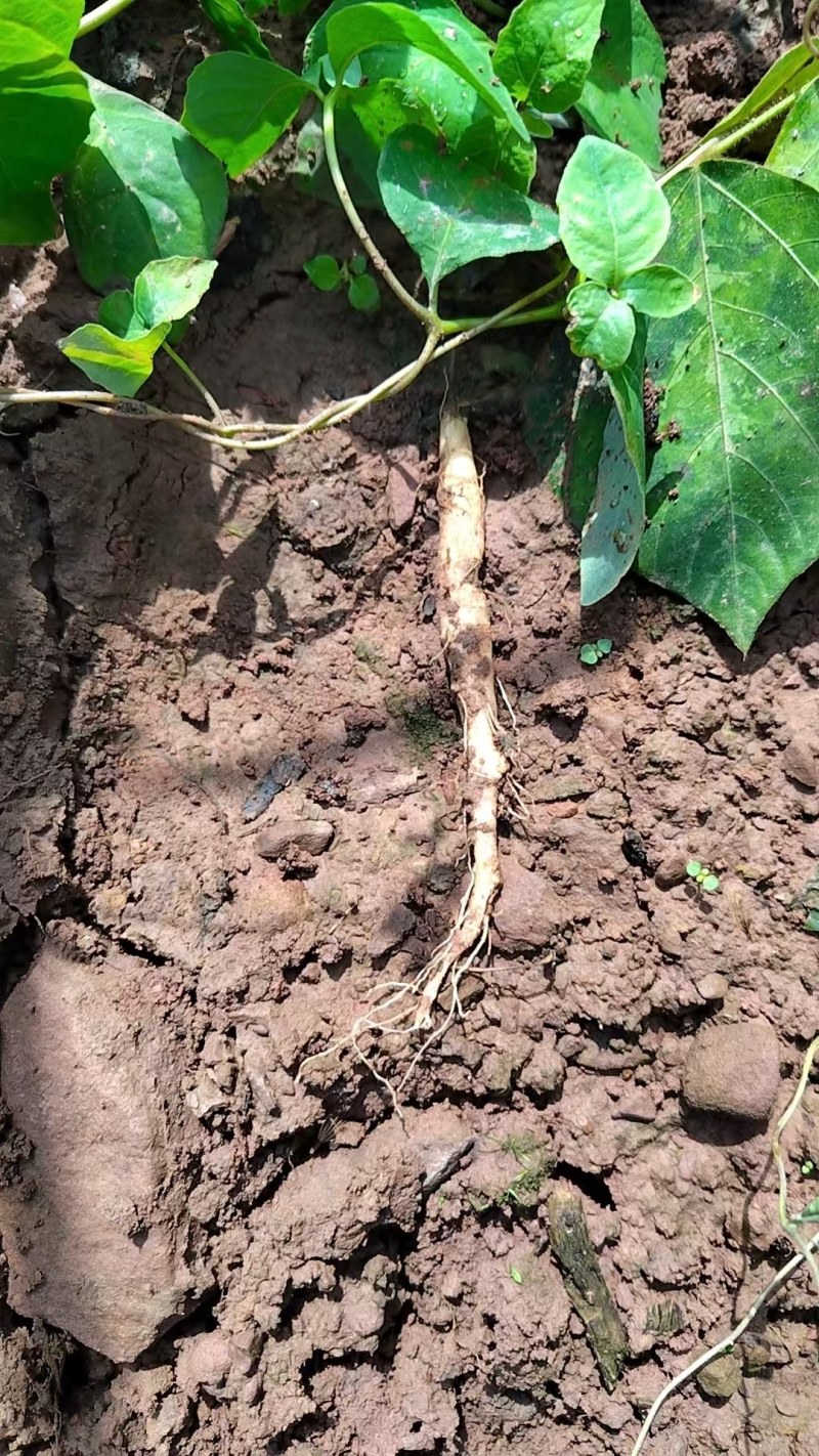 四叶参苗，一年苗云南自家种植基地大量供应，全国供应
