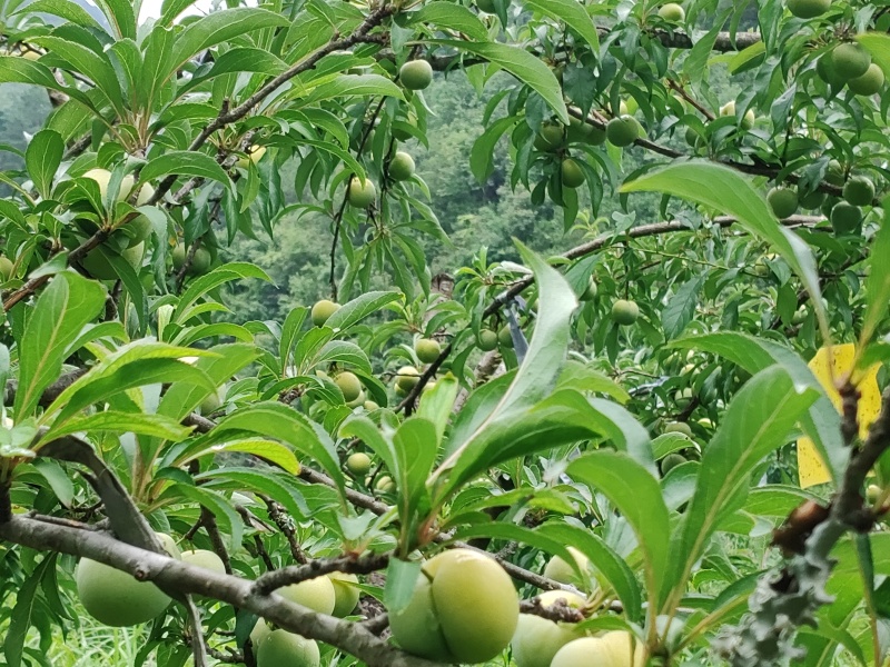 贵州蜂糖李，清脆可口，果型大，甜度高