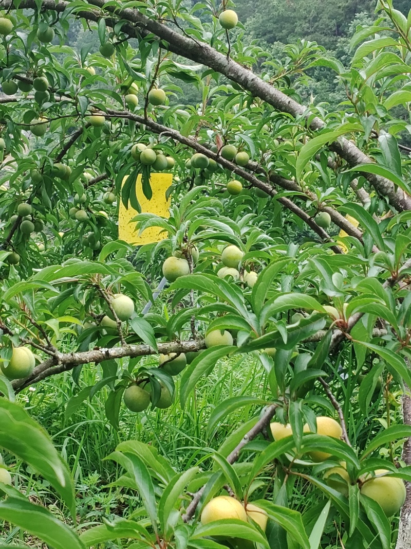 贵州蜂糖李，清脆可口，果型大，甜度高