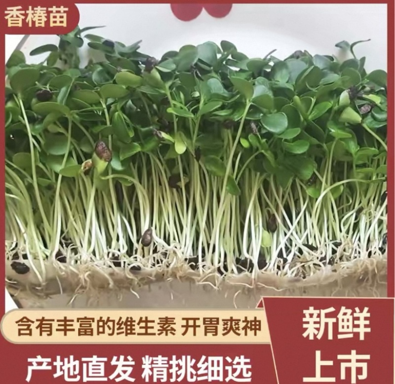山西太原绿香椿芽苗，健康营养直供酒店商超零售、批发