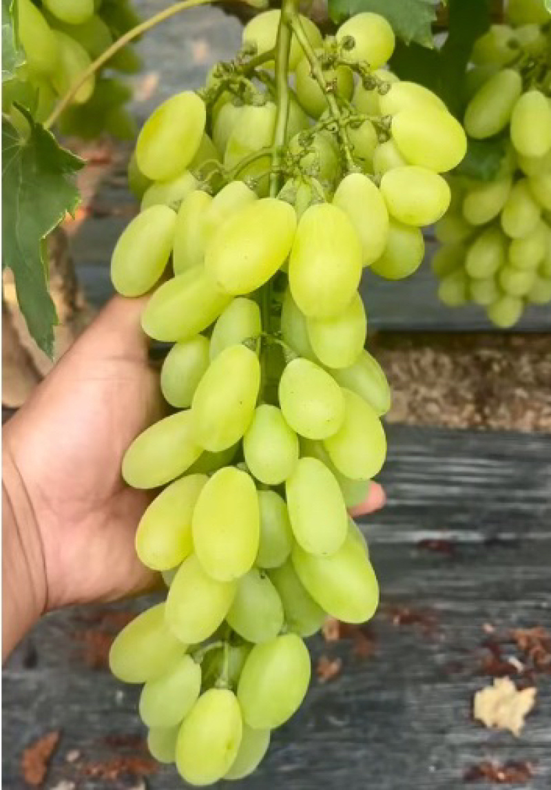 金蜜葡萄