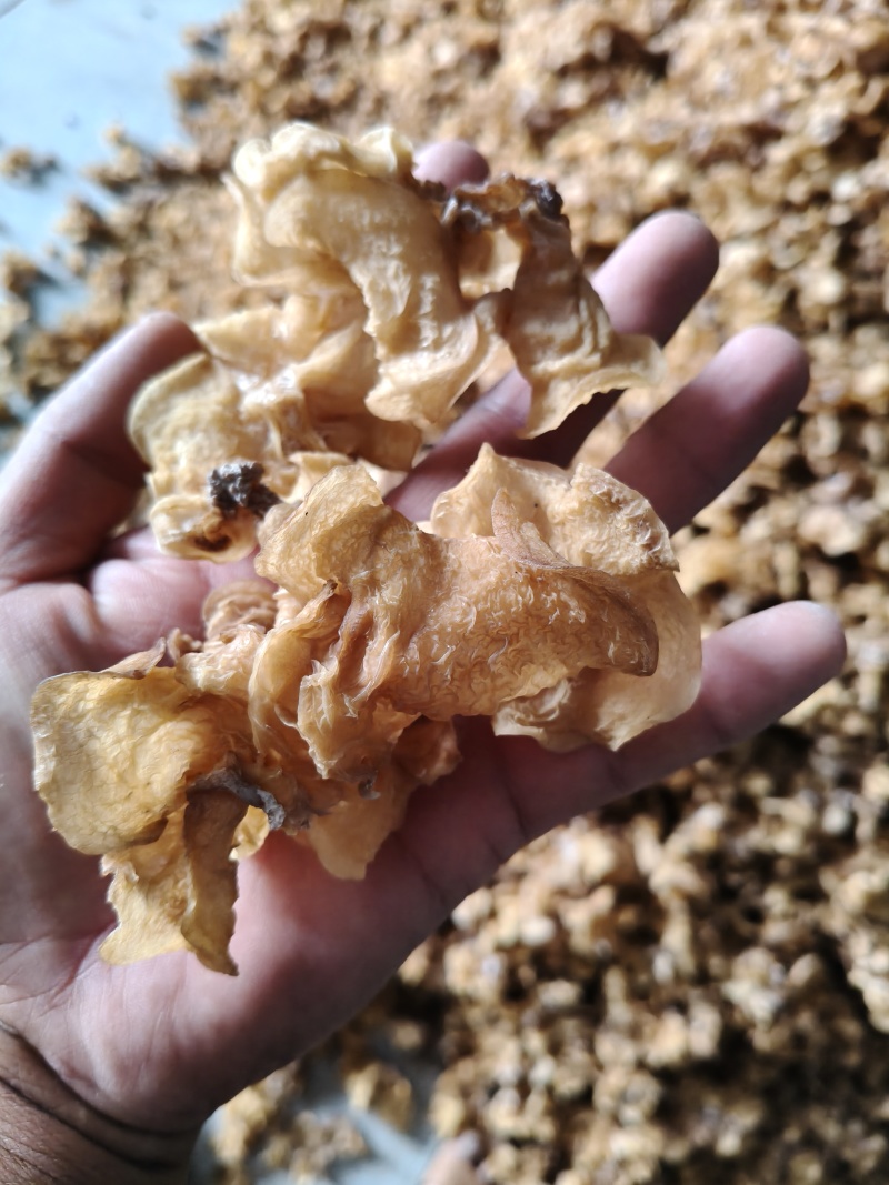 白木耳白玉木耳粉木耳贵妃木耳竹耳欢迎电商一件代发