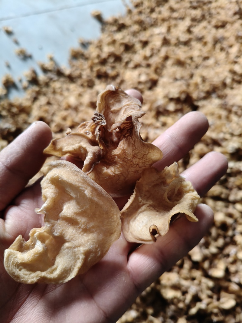 白木耳白玉木耳粉木耳贵妃木耳竹耳欢迎电商一件代发