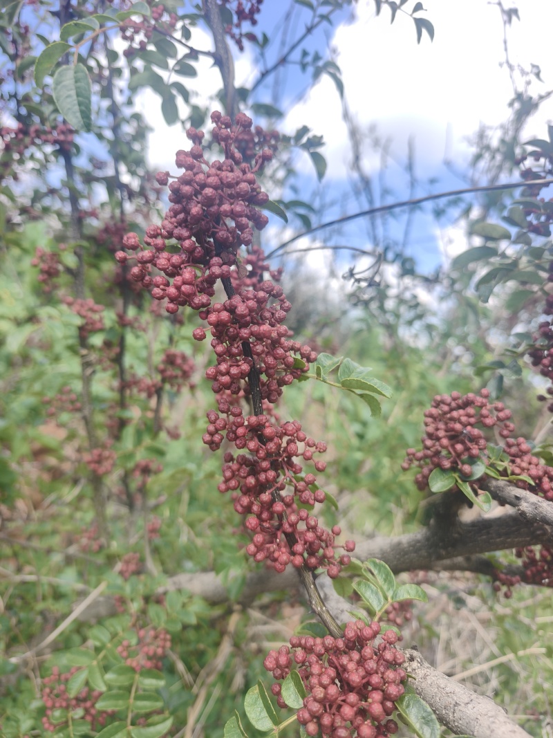 四川大凉山盐源县鲜花椒