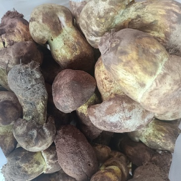 白见手青，粉牛肝菌