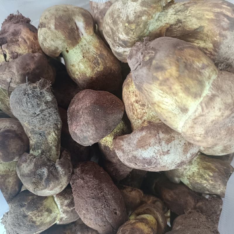 白见手青，粉牛肝菌