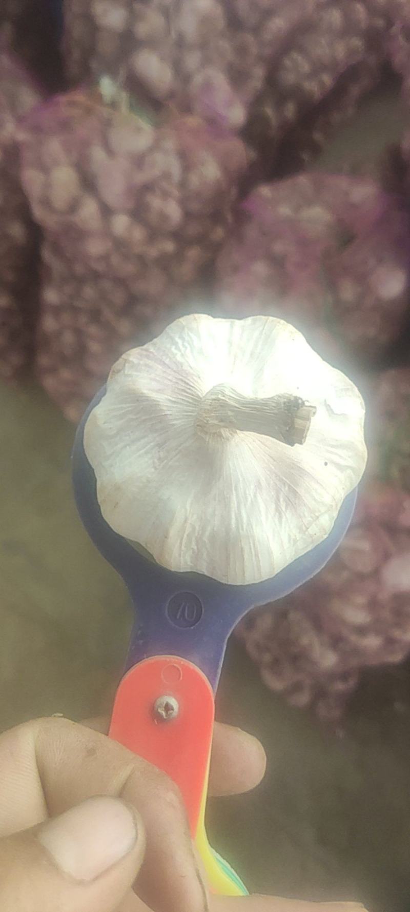 优质山东杂交大蒜量大优惠欢迎老板