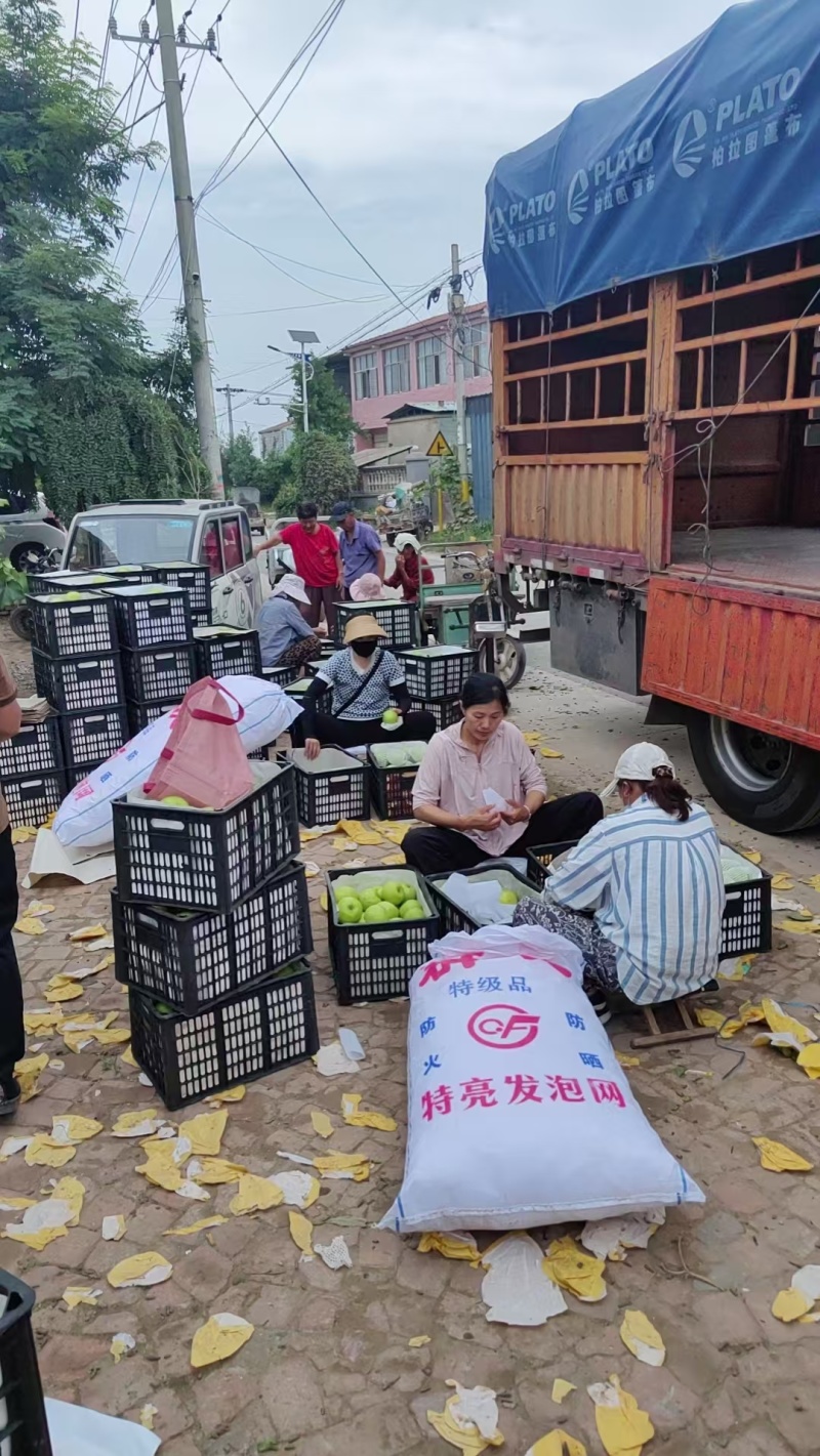 砀山梨酥脆一号产地直发供应各大商超市场