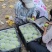 砀山梨酥脆一号产地直发供应各大商超市场