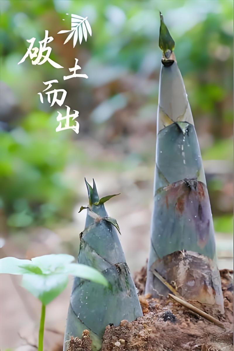 福建鲜麻笋基地直供餐饮商用量大价优欢迎联系