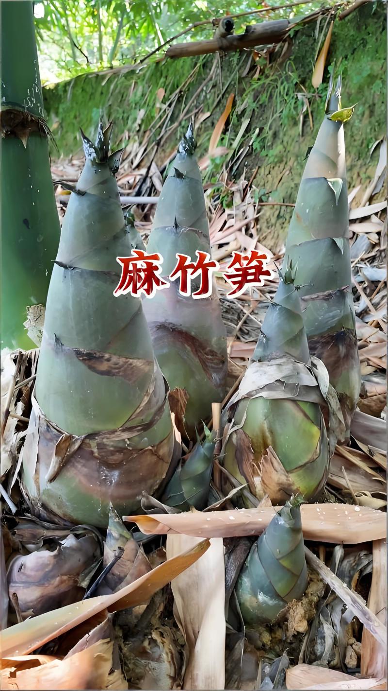 福建鲜麻笋基地直供餐饮商用量大价优欢迎联系
