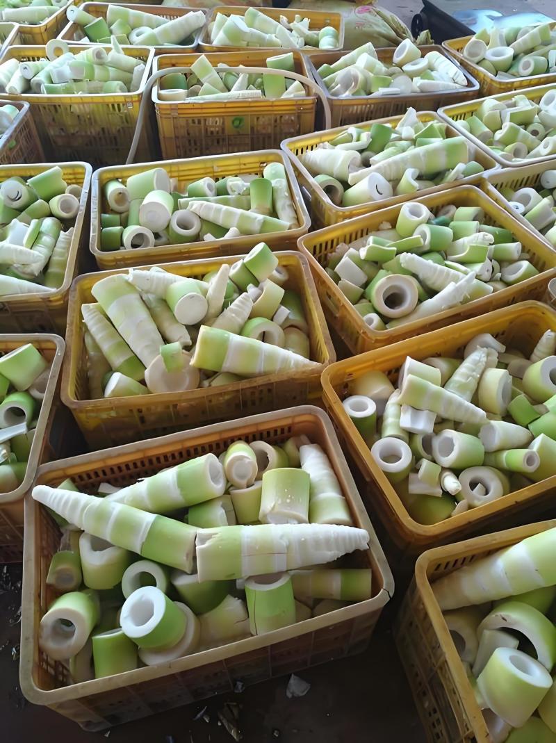 福建鲜麻笋基地直供餐饮商用量大价优欢迎联系