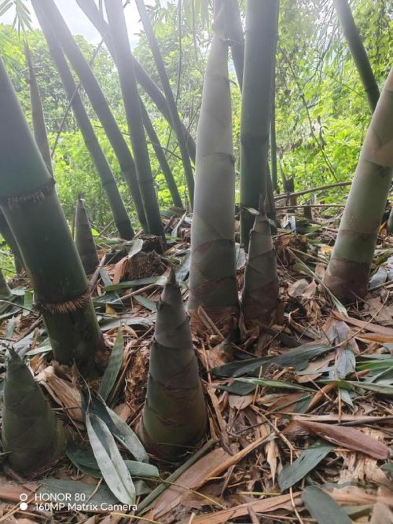 福建鲜麻笋基地直供餐饮商用量大价优欢迎联系