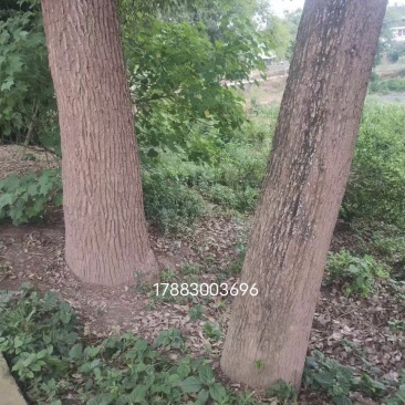 50年左右树龄小叶香樟树
