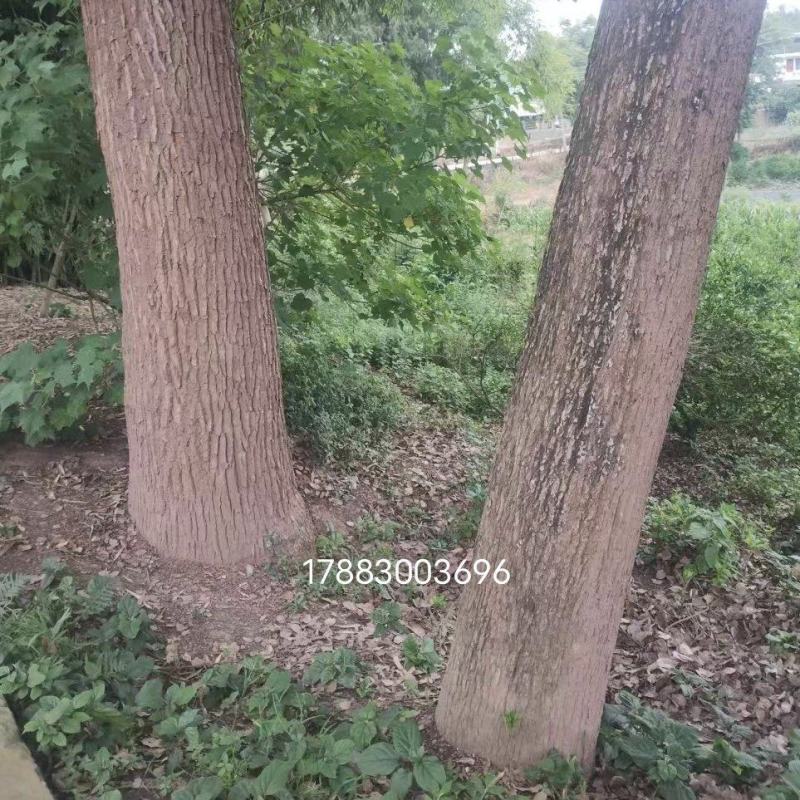50年左右树龄小叶香樟树