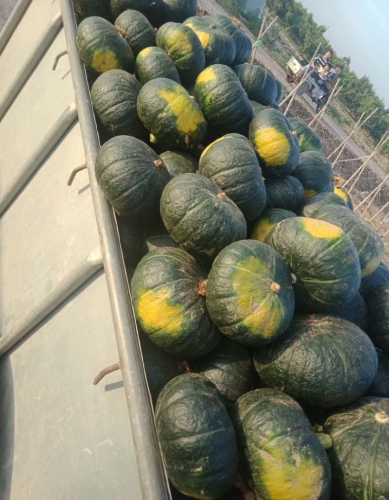 精品板栗南瓜大量上市中。