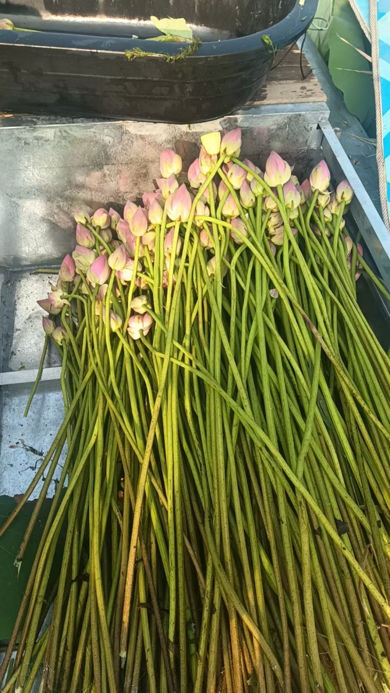 荷花鲜切花