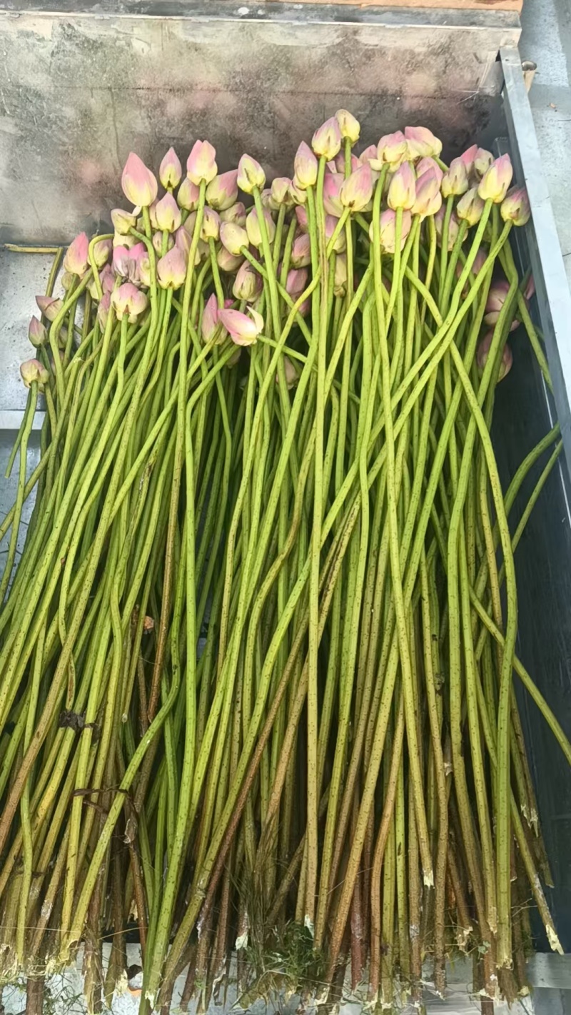 荷花鲜切花