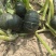 保定一级贝贝