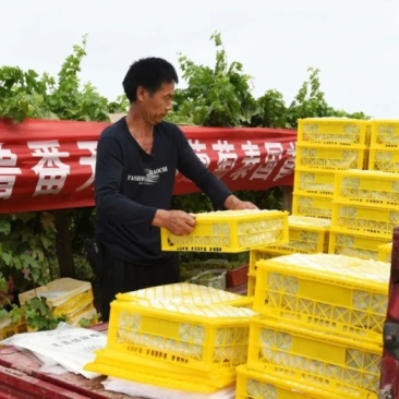 精品无核白鲜葡萄现摘分级分拣冷链整车供应社区商超