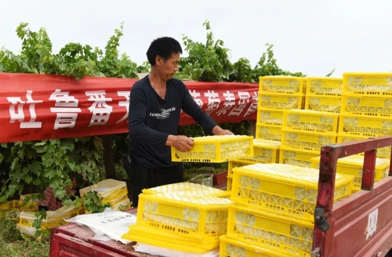 精品无核白鲜葡萄现摘分级分拣冷链整车供应社区商超