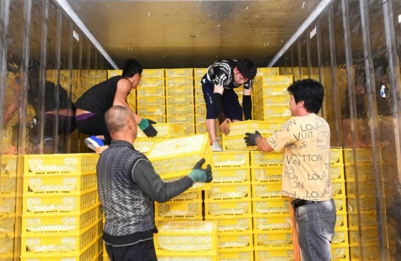 精品无核白鲜葡萄现摘分级分拣冷链整车供应社区商超