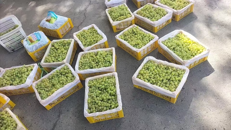 精品无核白鲜葡萄现摘分级分拣冷链整车供应社区商超