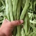 山东扁豆精品大量供应可视频看货欢迎来电采购