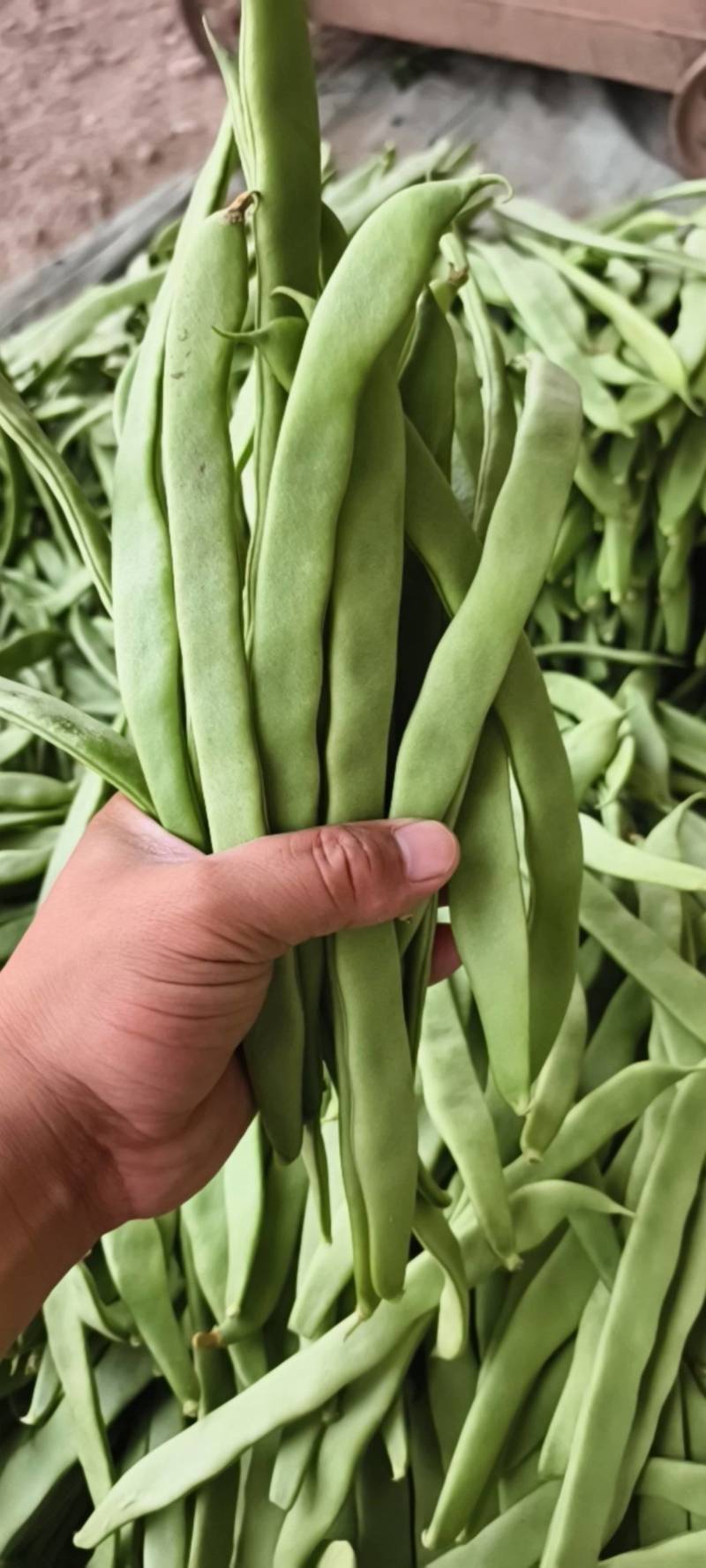 山东扁豆精品大量供应可视频看货欢迎来电采购