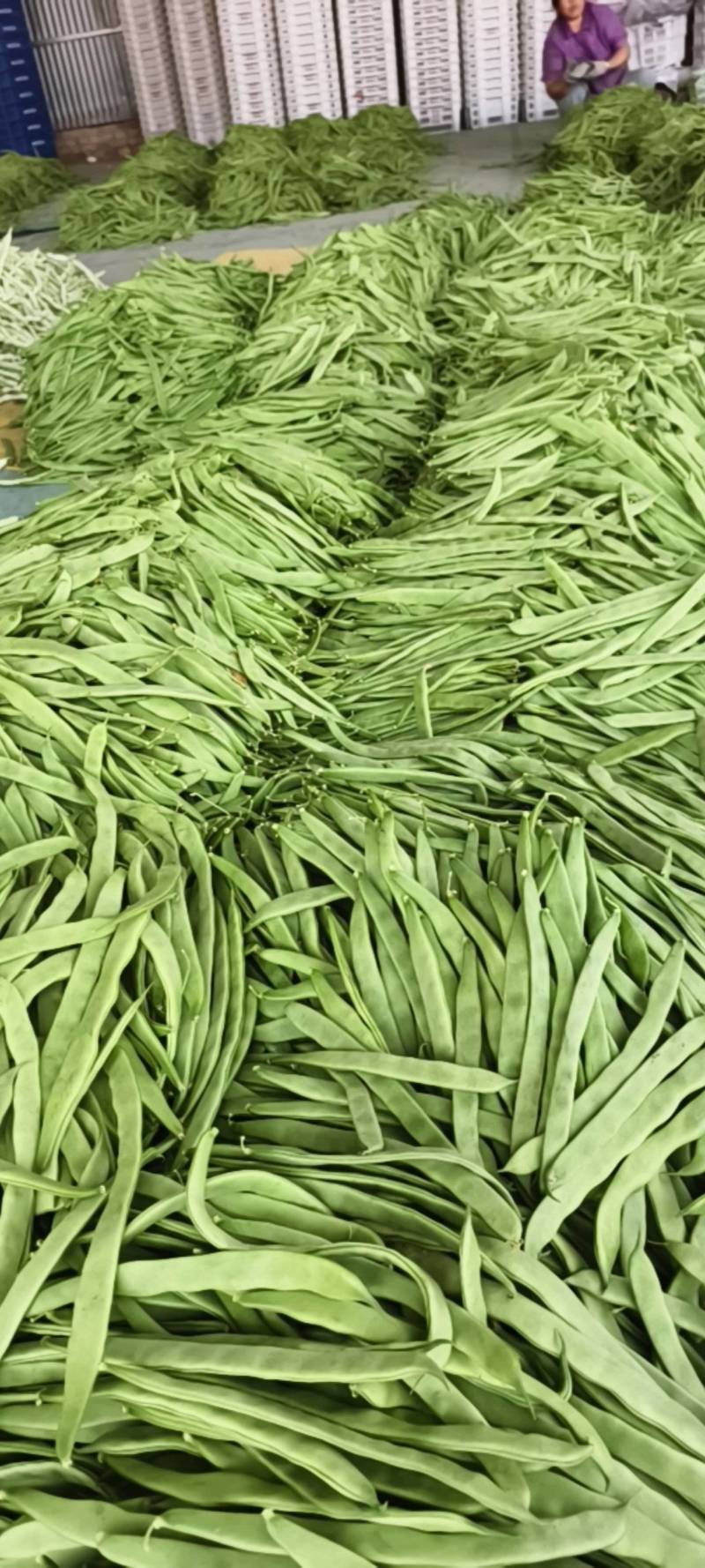 山东扁豆精品大量供应可视频看货欢迎来电采购