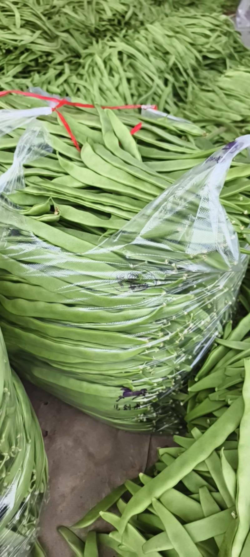 山东扁豆精品大量供应可视频看货欢迎来电采购