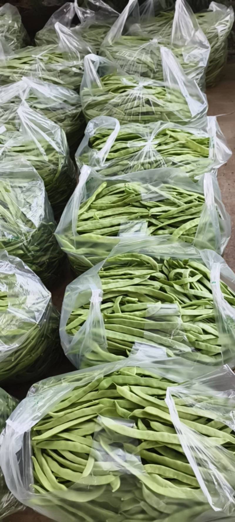 山东扁豆精品大量供应可视频看货欢迎来电采购