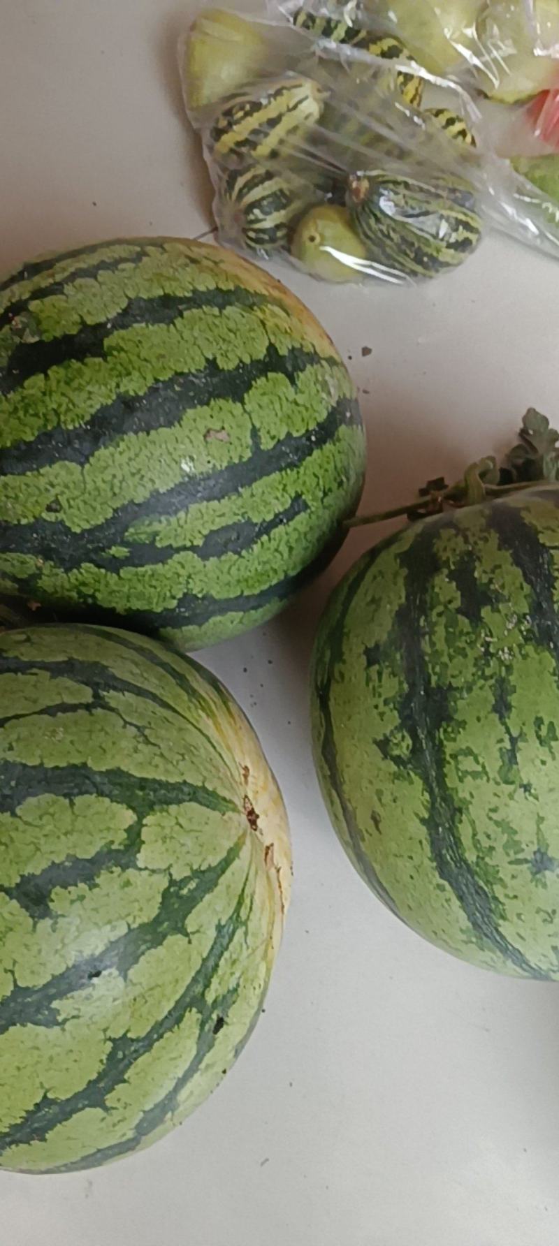 我种的麒麟西瓜这两天要开园了欢迎新老朋友光临
