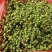 本地泡茶喝的老品种花椒又香又麻，新鲜采摘无枝叶质量保证！