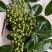 本地泡茶喝的老品种花椒又香又麻，新鲜采摘无枝叶质量保证！