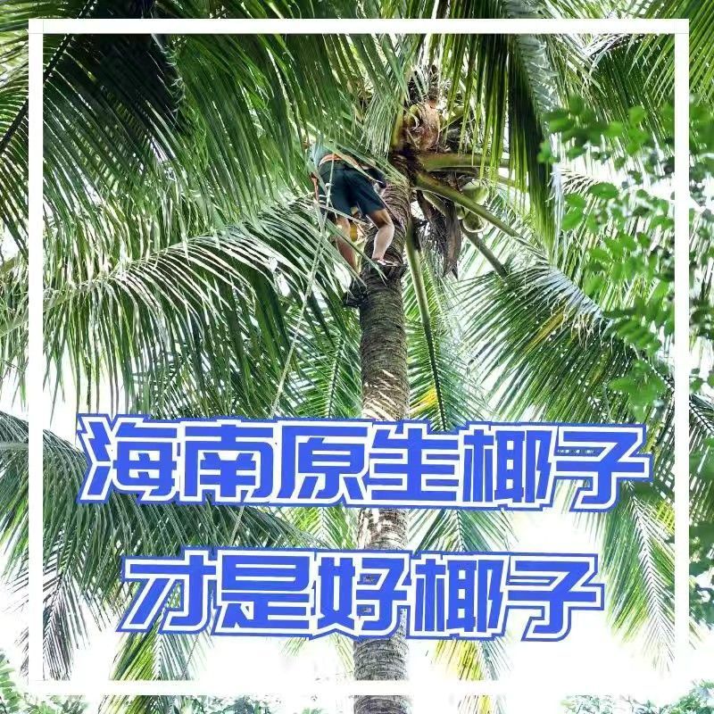 海南椰青产地直供3-4斤小果5斤大果奶茶店商用新鲜