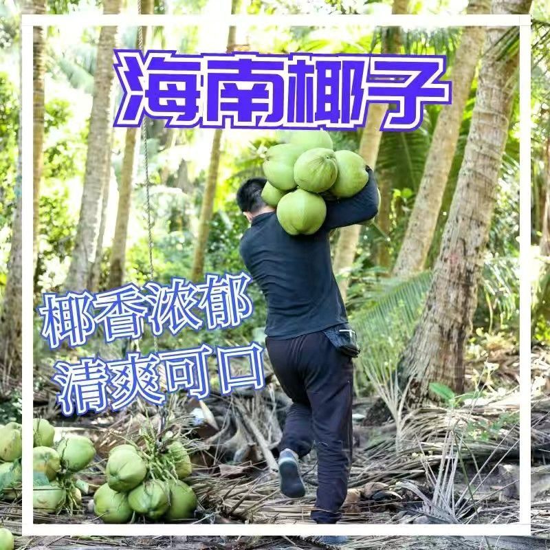 海南椰青产地直供3-4斤小果5斤大果奶茶店商用新鲜
