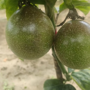 广西灵山壮蜜06百香果农科院新品种高糖爆汁