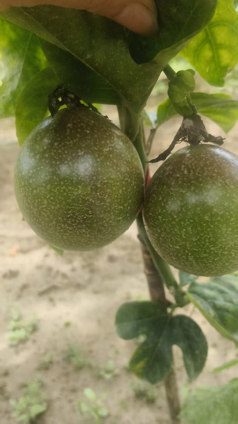 广西灵山壮蜜06百香果农科院新品种高糖爆汁