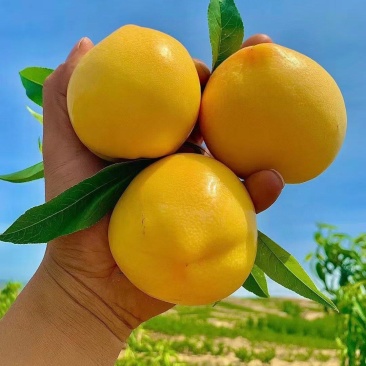 蒙阴黄桃